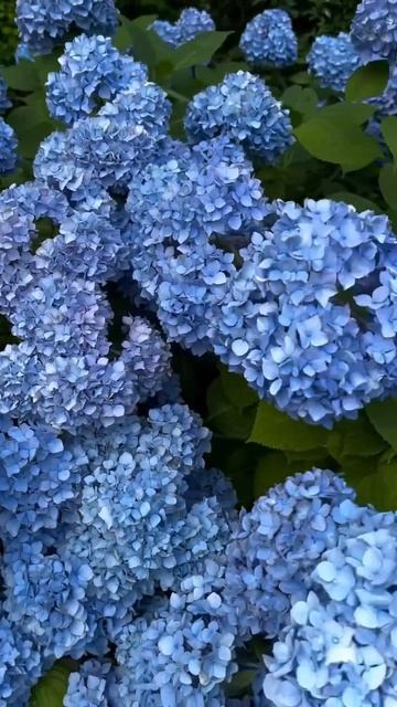 #hydrangea#macrophylla#hortensia#гортензия#garden#гортензія #shorts#アジサイ смотреть онлайн