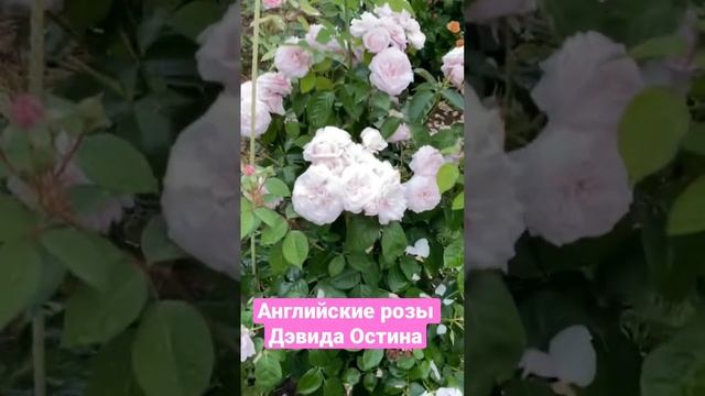 Английские розы Дэвида Остина