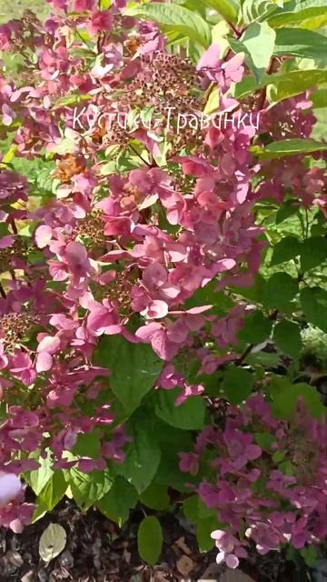 Wim's Red  в сентябре #черенкование #гортензия #сад смотреть онлайн