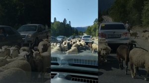 Хорошо, что нам с баранами не по пути