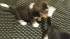 Щенки бигль д.р.12.04.2025 
Возраст 29 дней