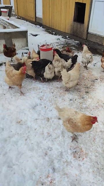 Кормлю кур 🐔 хвастаюсь 🤠 Петух Петя 🐓 как всегда мо? смотреть онлайн