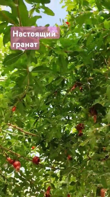 #гранат #природа #юг #черноеморе #наморе #наотдыхе смотреть онлайн