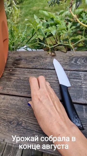 арбуз в горшке смотреть онлайн