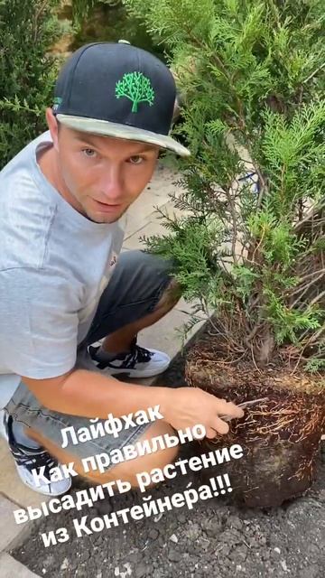 Как не ЗАГУБИТЬ растение при посадке 🔥 #строительств? смотреть онлайн