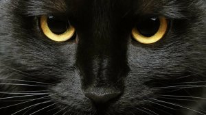 Чёрная кошка: История человеческих заблуждений