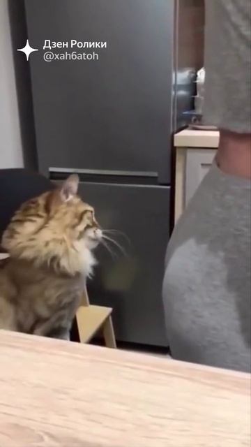 ЮМОР - Кот кусает за попу