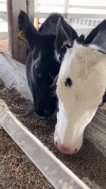 Что больше всего любят кушать телята?Комбикорм Витула смотреть онлайн