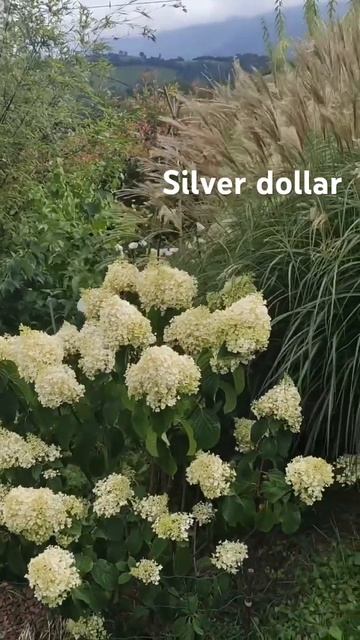 hydrangea садгортензий hortensia silverdollar гортензия flower hydrange