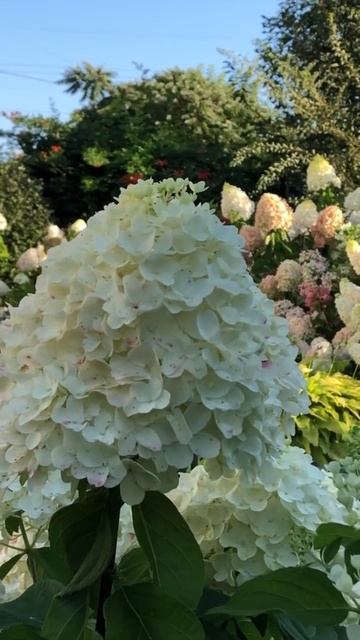 MAGICAL HYDRANGEAS #hydrangea #hortensia #гортензія #гортензия #garden #flower #? смотреть онлайн