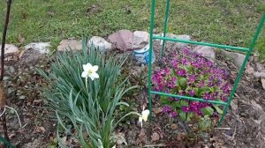 10 мая +2 Московская область Утренний дачный обход.