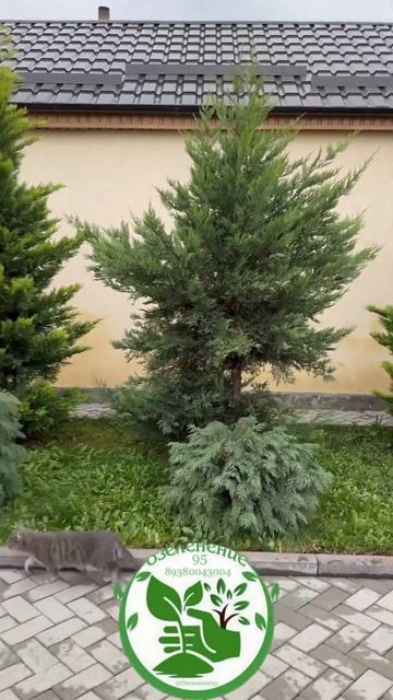 Стрижка кипарисов #shorts #reels #garden #green #top #