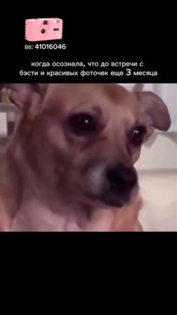 🌸 Розовый Kodak M35 — артикул WB 41016046