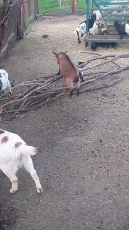 Покоряем вершины 😁🐐