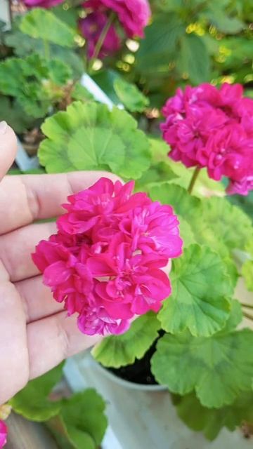Пеларгония Ю-Диско #flowers #растения #garden #цветы #pelargonium #nat смотреть онлайн