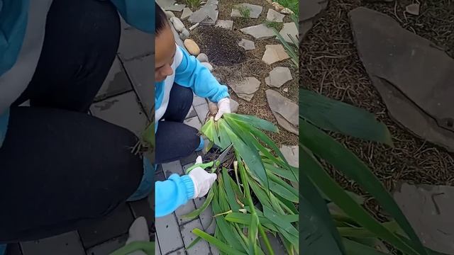 Сажаем Ирис правильно, чтобы на следующий год получить крупные цветки👍