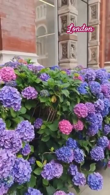 #london #hydrangea #гортензия #garden #гортензія #flowers #park#jardin #アジサ смотреть онлайн