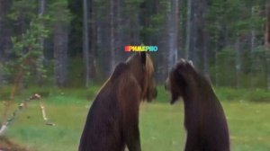 Кто всех быстрее сравнение