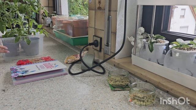 ЗЕЛЁНЫЙ ГОРОШЕК,ЛУК,ПОМИДОРЫ, ЦВЕТЫ.КОМНАТНЫЕ РАСТЕНИ