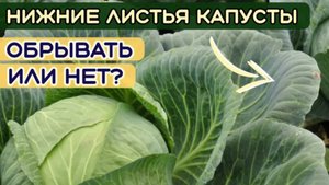 Нужно ли отрывать листья капусты