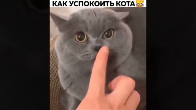 Смешные животные, подборка 2022! Обхохочешься! Смешные коты