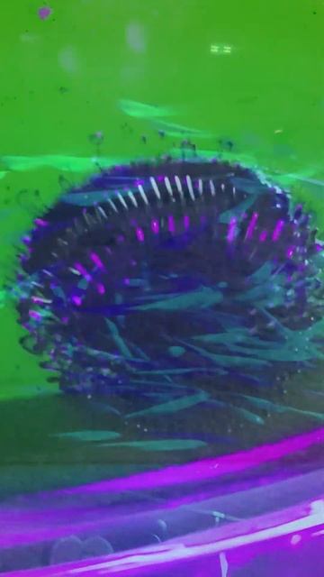 Новая Голландия, выставка "Эволюция" #shorts #spb смотреть онлайн