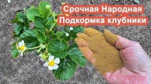 Клубники будет в 5 раз больше Народный Бабушкин способ. подкормква клубники во время цветения