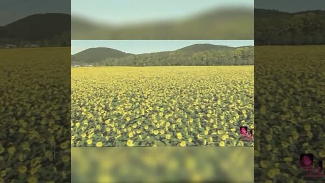 Аватар для подписчицы (Adopt life cookie) смотреть онлайн