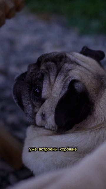 КУПИЛИ ПРОЕКТОР ДЛЯ ДОМА #проектор #кино #дача #отдых #с смотреть онлайн