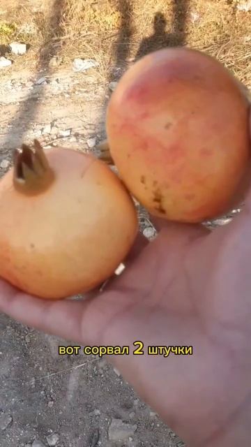 Гранатовый сезон в Испании 🤗 #цветутгранаты #испания смотреть онлайн