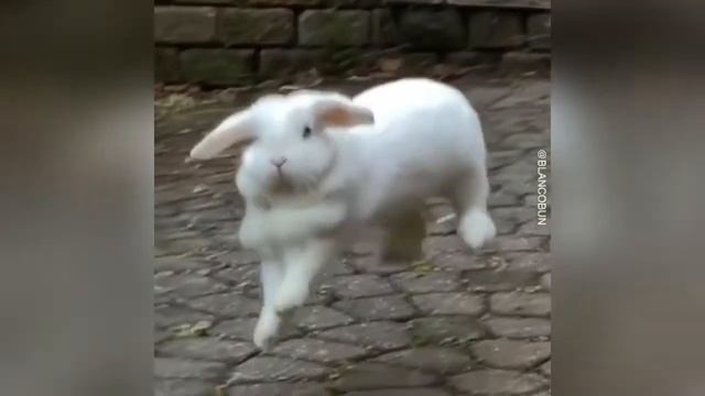 ЛУЧШИЕ ПРИКОЛЫ с животными 2020! №17 Смешные коты,собаки новинки видео смотреть онлайн