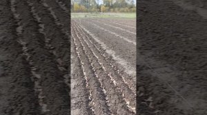 Посадка Клёна Остролистный и немного Роял Рэд.