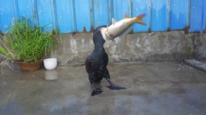 Баклан заглатывает 50-сантиметровую рыбу за считанные секунды