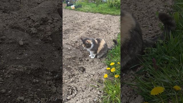 11-05-2025 Кошка и мышонок