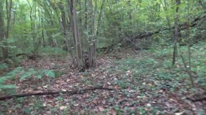 Грибы