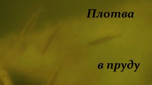 Плотва в пруду.