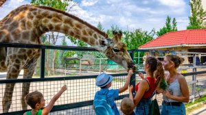 КРЫМ. БЕЛОГОРСК. Парк Львов "Тайган". Часть 2-ая.
