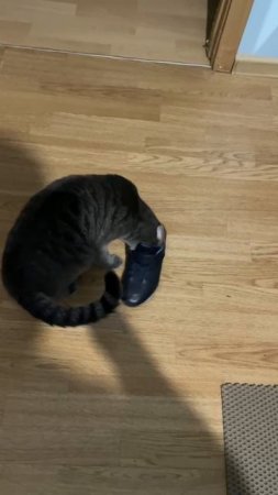 смешная кошка мурка