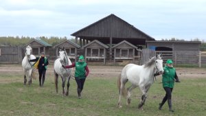 «Серая лошадь»: терцы и орловские рысаки. Экскурсия по конюшням в день рождения хозяйства. Часть2