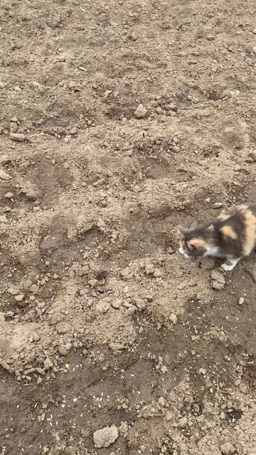 11-05-2025 Кошка и мышонок. Продолжение