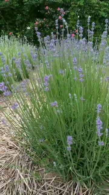 Лавандовый сад 5.06.22 - Лавандовый домик Евпатория смотреть онлайн