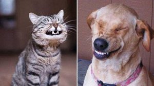 Кошачий заговор против собачьей радости🤣
