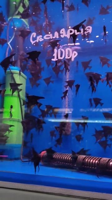 Рыбки на рынке Садовод в Москве. смотреть онлайн