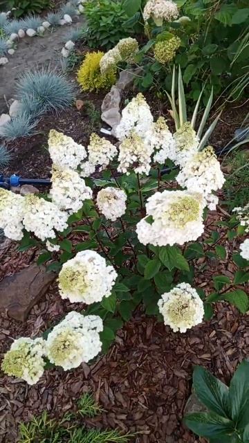 Самарская Лидия ,2 стадия цветения. смотреть онлайн