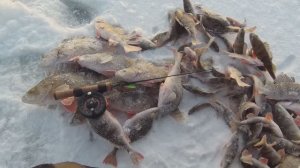 НОЧНАЯ ЩУКА НА ЖЕРЛИЦЫ. НОЧУЮ В БАЛАГАНЕ С ПЕЧЬЮ. ПИЛЮ ДРОВА, ТАМ КТО-ТО КРИЧИТ