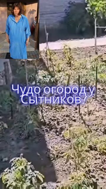 Чудо огород у Сытников! #самвеладамян #сытники