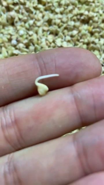 Полезнее и вкуснее икры - пророщенные семена смотреть онлайн