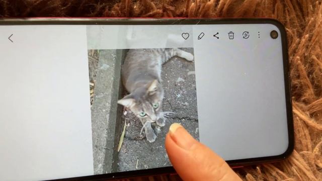 Котики У меня есть много фотографий уличных котиков Н? смотреть онлайн