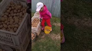 Посадка картофеля 2025.