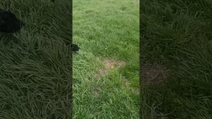 Наскар. Шереметьевский приют.